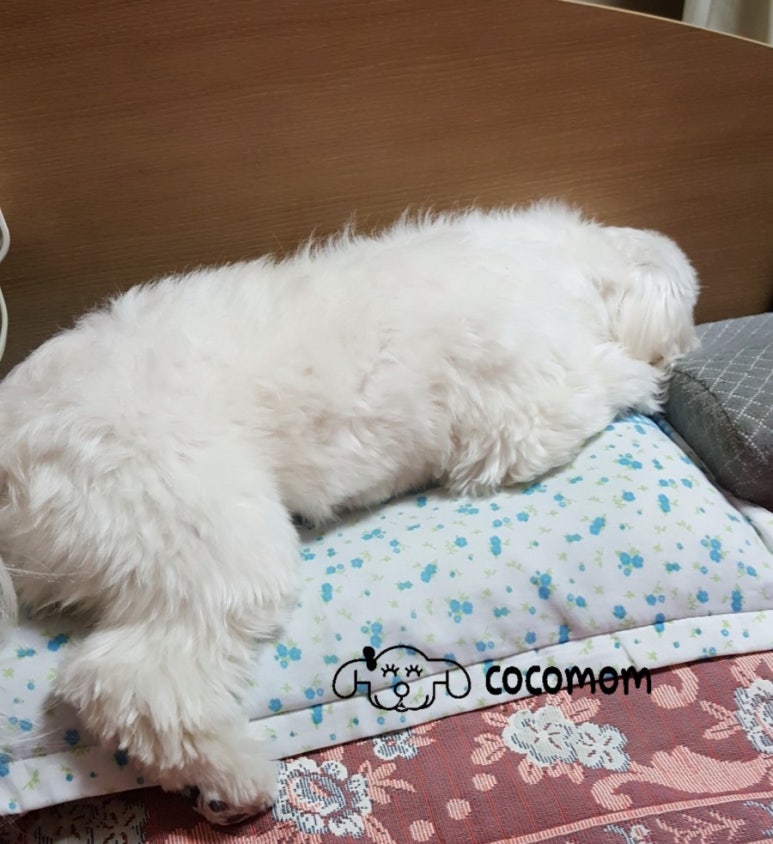 코코멍 이미지