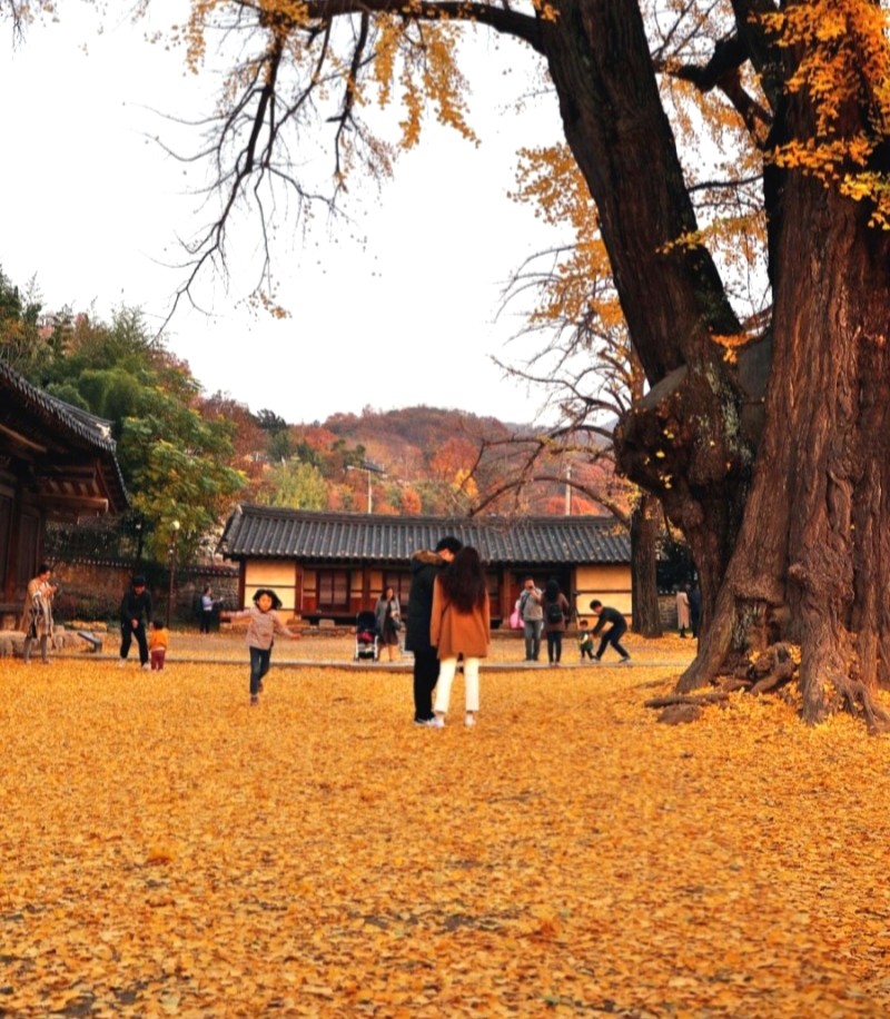 사랑의뜰안전주 이미지