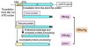 Hepatitis B Core-related Antigen (HBcrAg) : 네이버 블로그