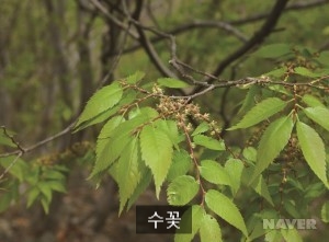 느티나무대구 이미지