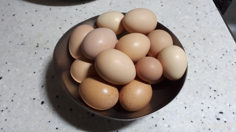 닭우리 이미지