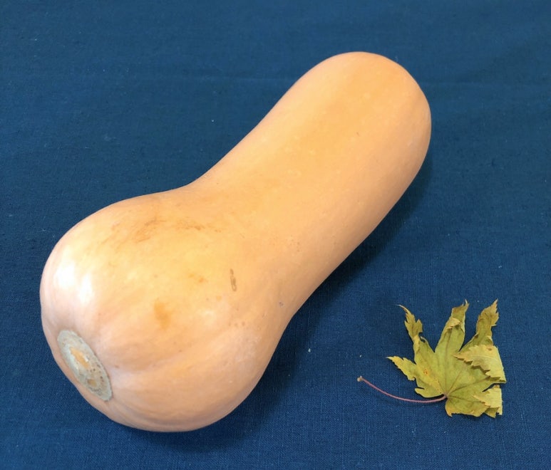 버터넛 이미지