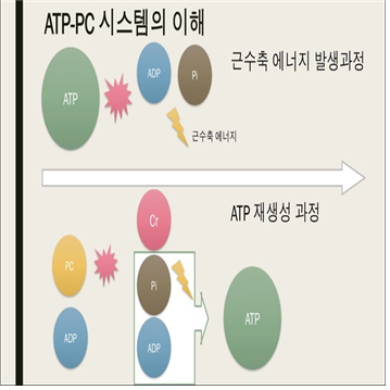 직선퍼스널트레이닝 이미지