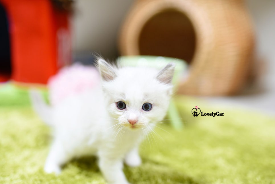 리터바이 이미지