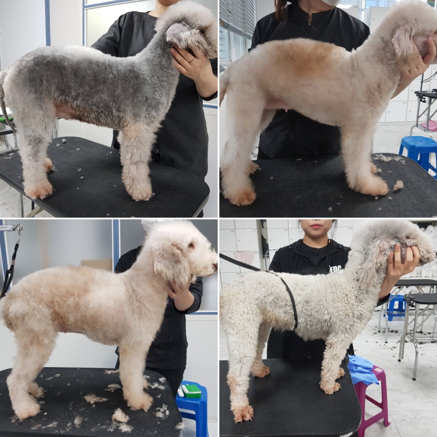 큐브애견미용학원 이미지