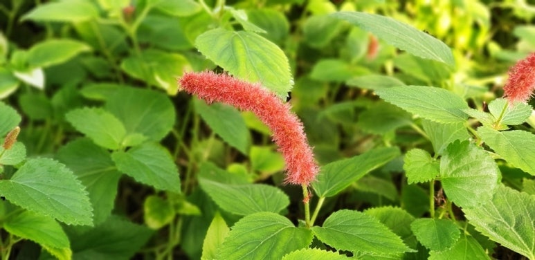 빨강여우 이미지