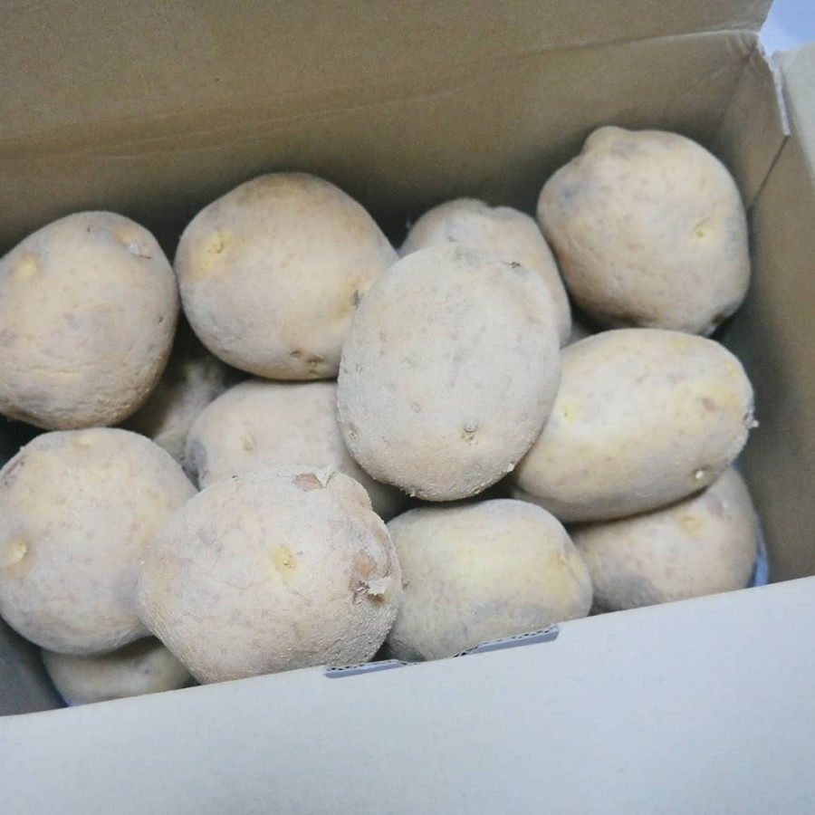 아삽야콘농원 이미지