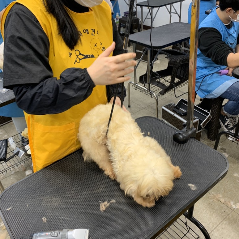 베스트강북애견미용학원 이미지