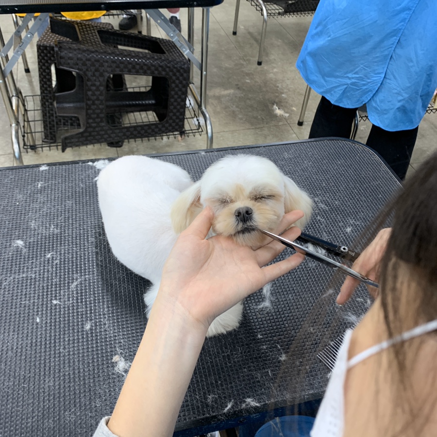 강북에이스애견미용학원 이미지