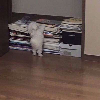 리꼬 이미지