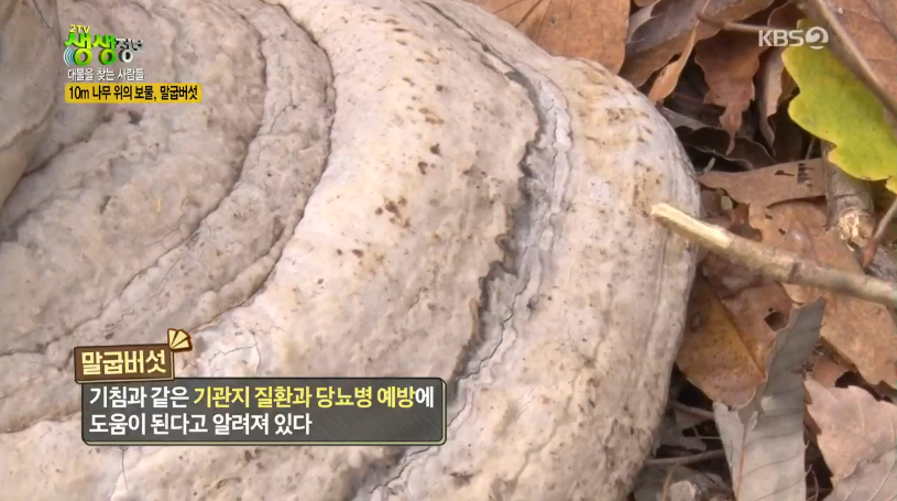 자연주의와산야초 이미지
