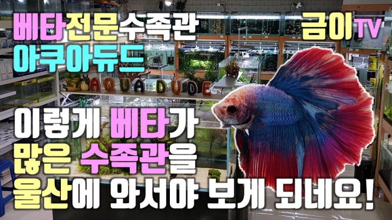 아쿠아듀드 이미지