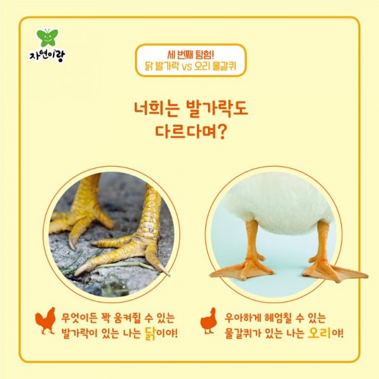 자연오리 이미지