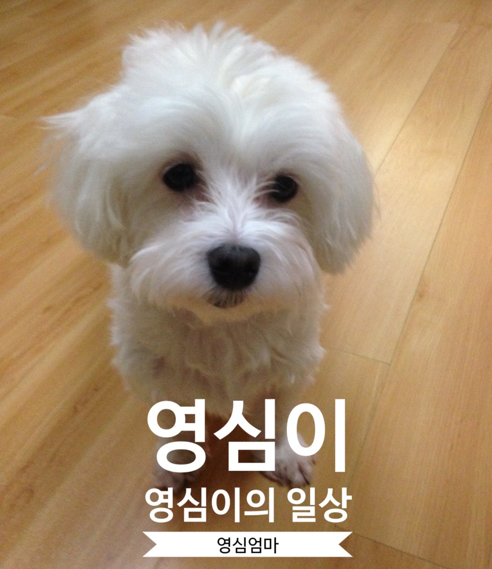 영심이헤어 이미지