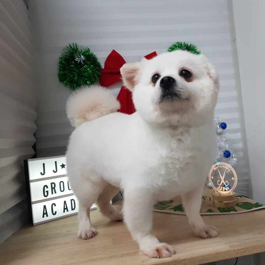 큐브애견미용학원 이미지
