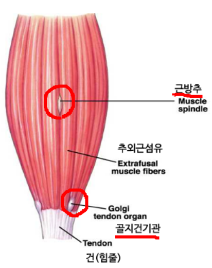베이스피티 이미지