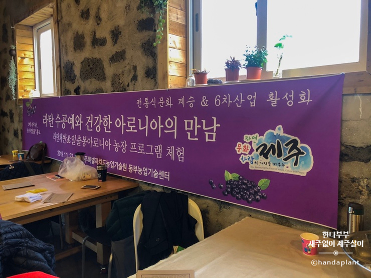 일출봉아로니아 이미지