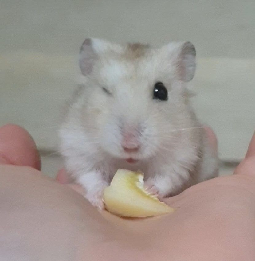 준이네양꼬치 이미지