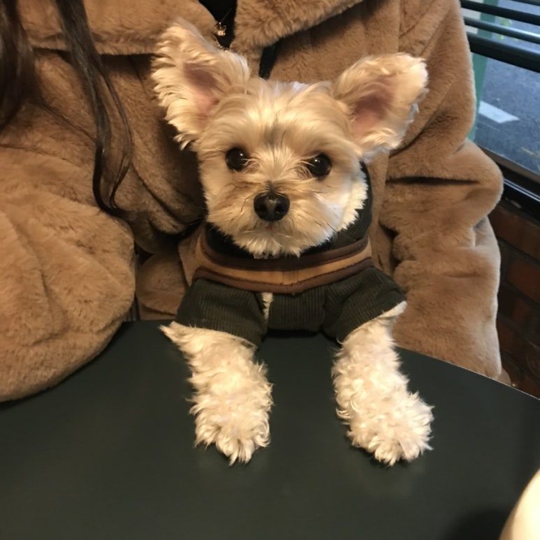 카페브루 이미지