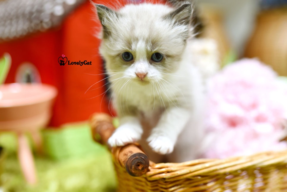 리터바이 이미지