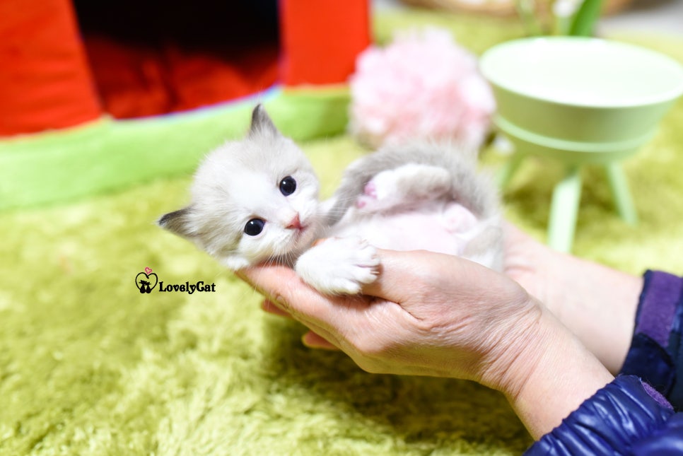 리터바이 이미지