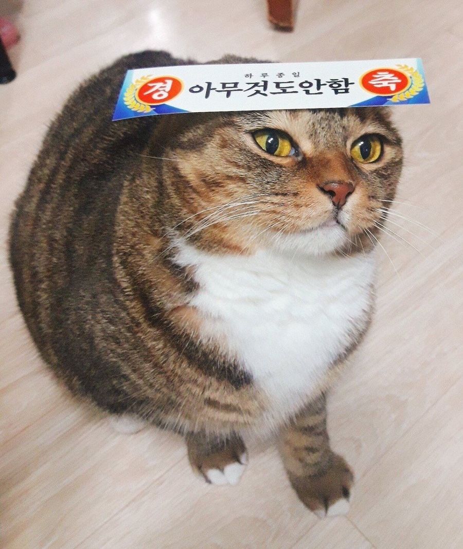 헬로카츠 이미지
