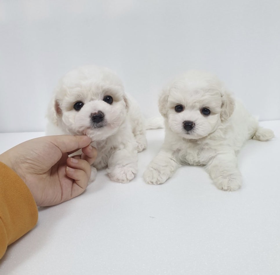 허니멍 이미지