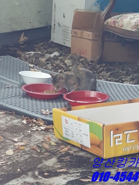 킹카스팀세차 이미지