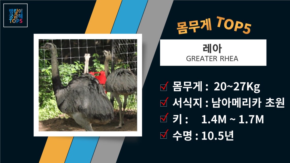 큰새 이미지