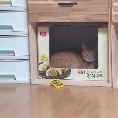 제주청정돼지 이미지