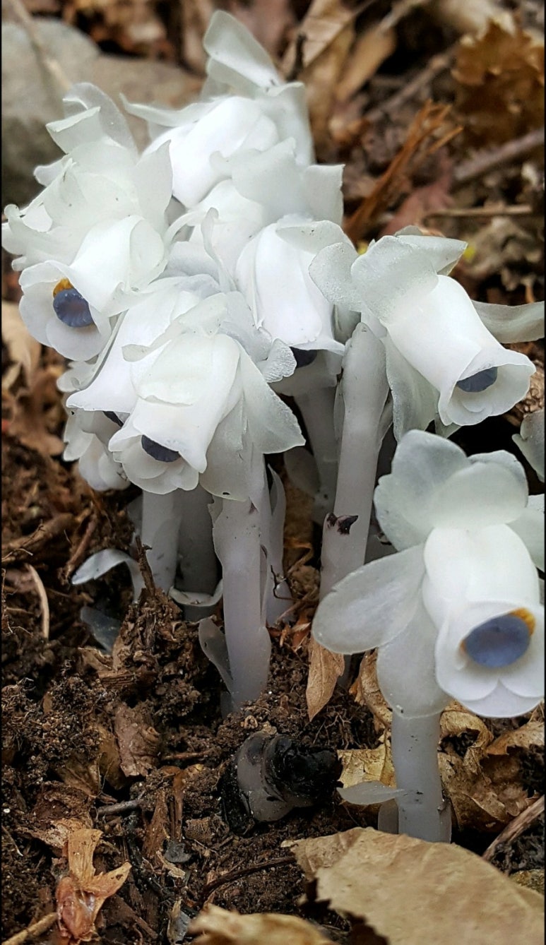 산약초이야기 이미지