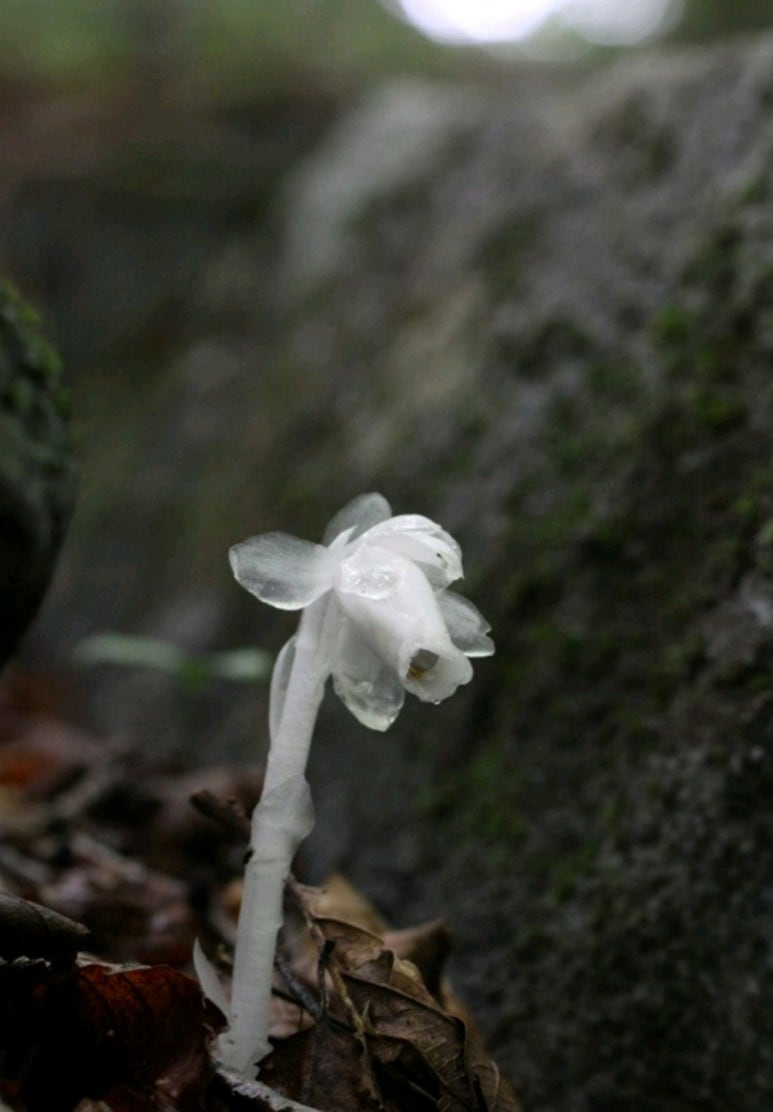 산약초이야기 이미지
