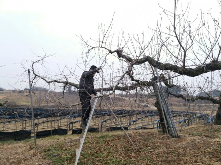 김제 용인농원 이미지