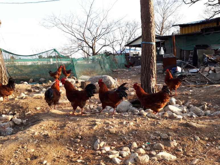 산속에토종닭 이미지
