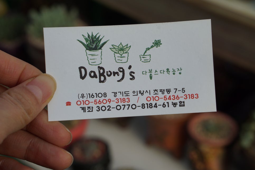 다봉스다육 이미지