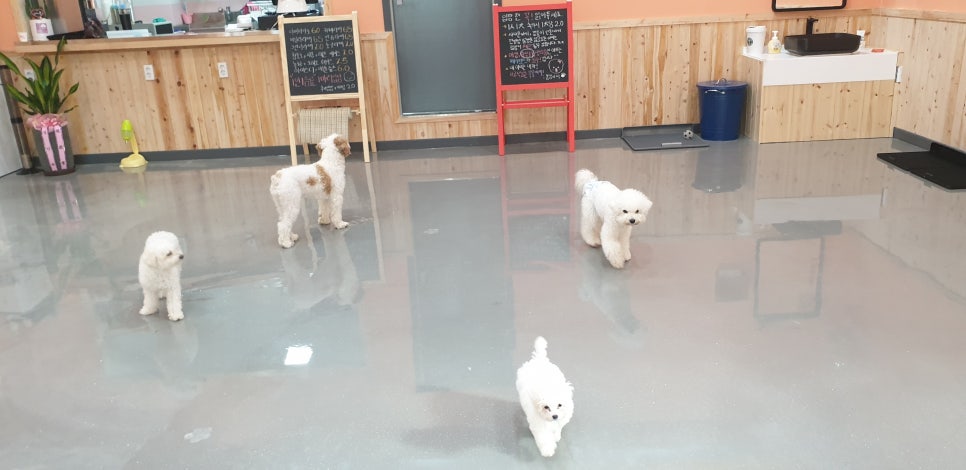 똥깡아지 이미지