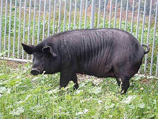 흑돼지 이미지