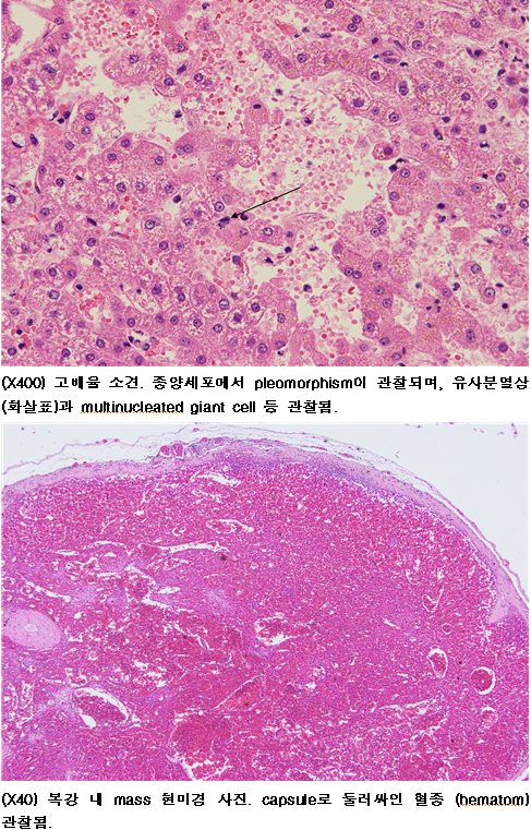강아지 간세포암종 (간의 악성 종양) 수술. 특별한 증상이 나타나지 않아 더 무서운 질병! 강아지 간종양 간암. : 네이버 블로그