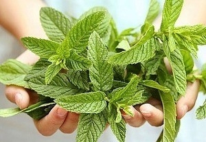 힐링보보하우스 이미지