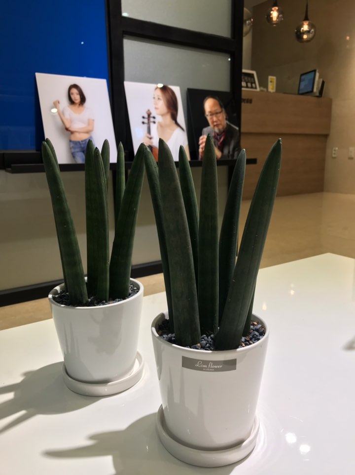 아르누보스튜디오 이미지