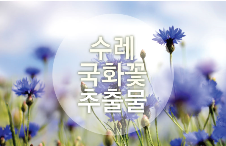 엔젤스킨 이미지