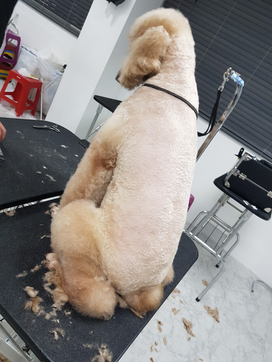 큐브애견미용학원 이미지