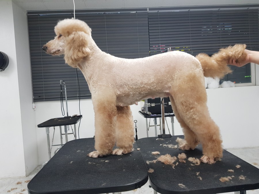 큐브애견미용학원 이미지