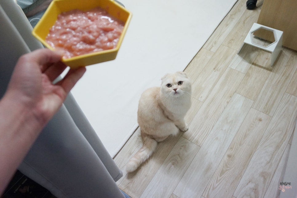 홍찌 이미지