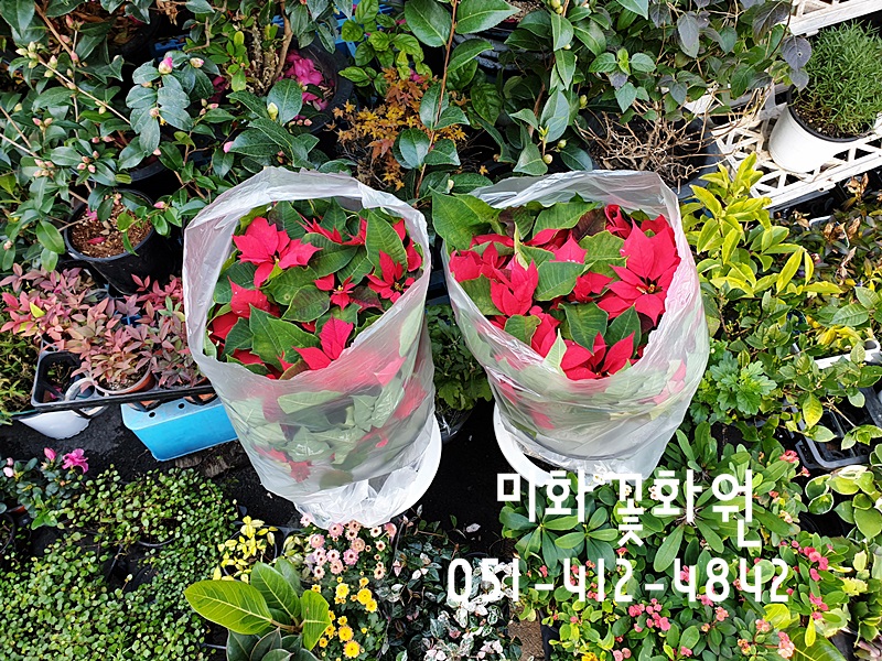 미화화원 이미지