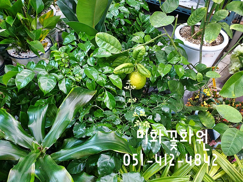 미화화원 이미지