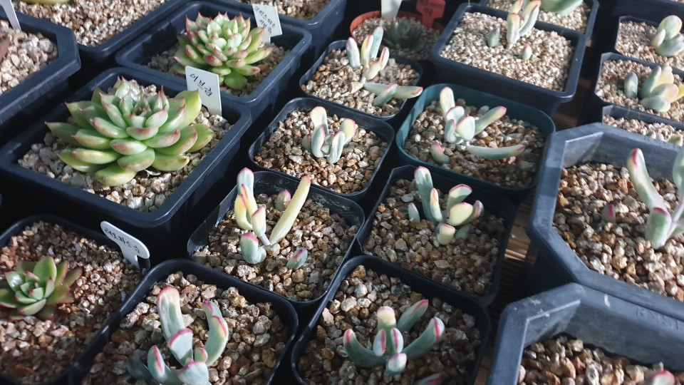 호산나꽃다육 이미지