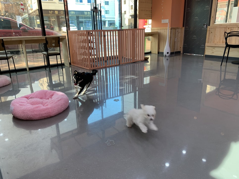 똥깡아지 이미지