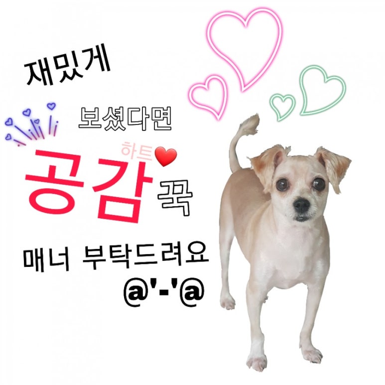 제주촌돼지 이미지