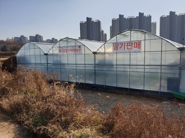 영스팜 이미지